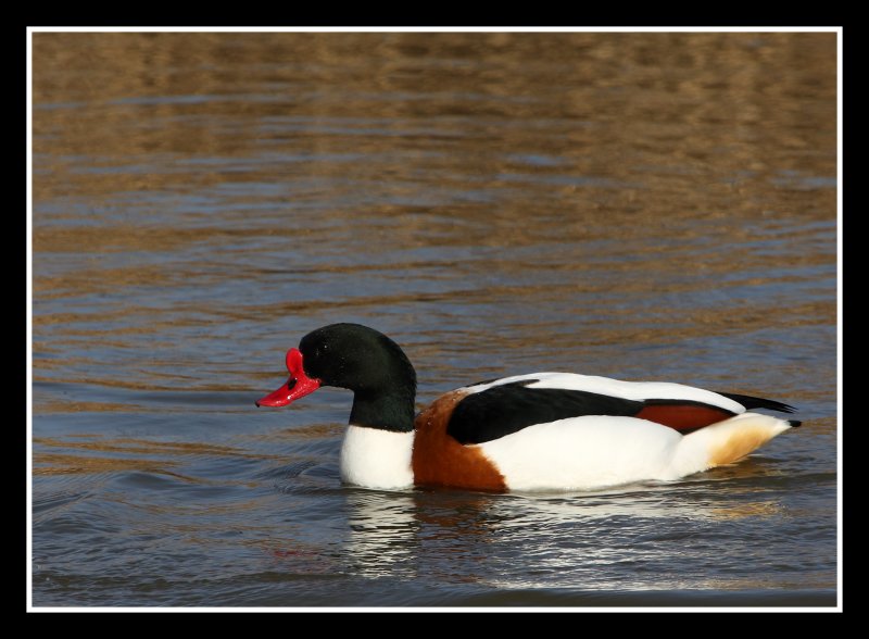 Shelduck