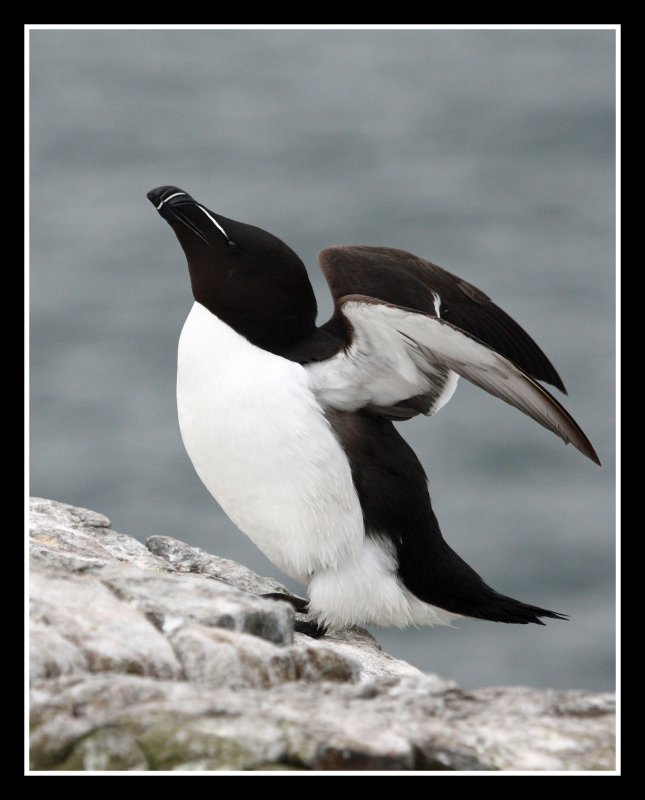 Razor Bill