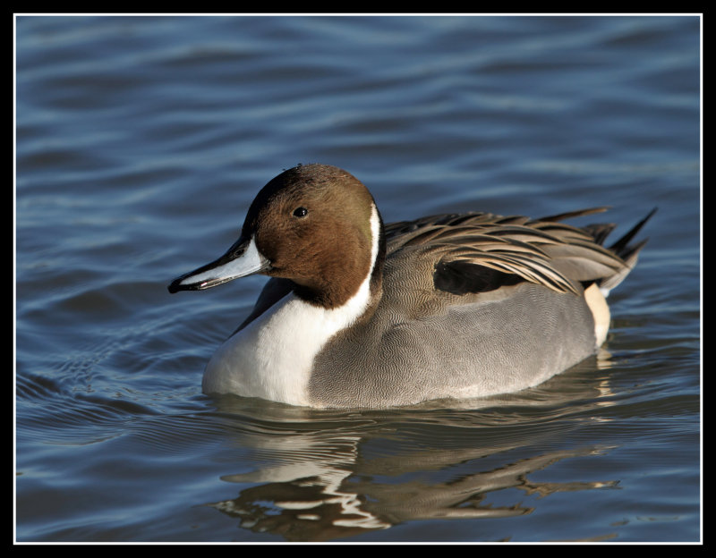 Northern Pintail
