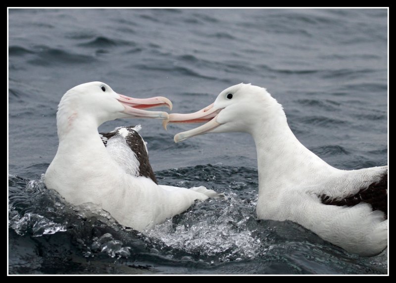 Wandering Albatross Squabble