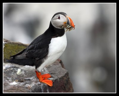Puffin with Sand Eels