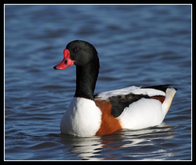 Shelducks