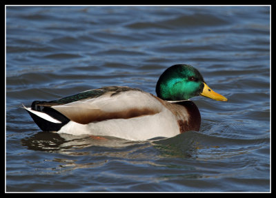 Mallard