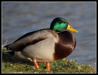 Mallard