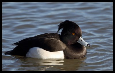 Tufted Ducks