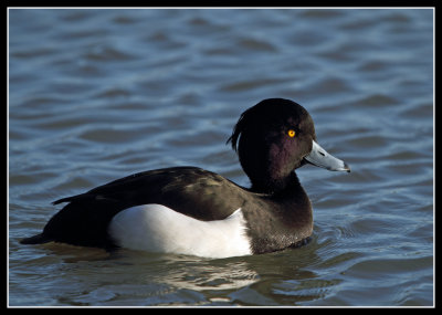 Tufted Duck