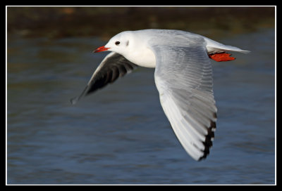 Black Headed Gull