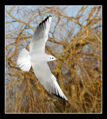 Black Headed Gull