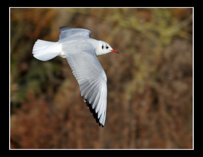 Black Headed Gull