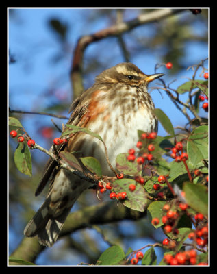 Redwing