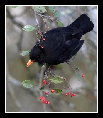 Blackbirds