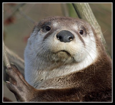 Otter