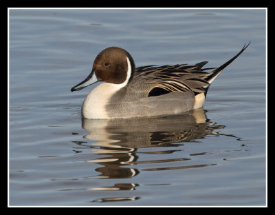 Northern Pintail