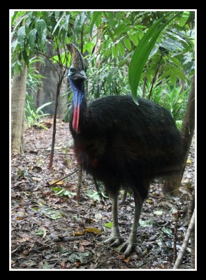 Cassowary
