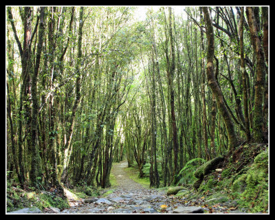 Rainforest, New Zealand