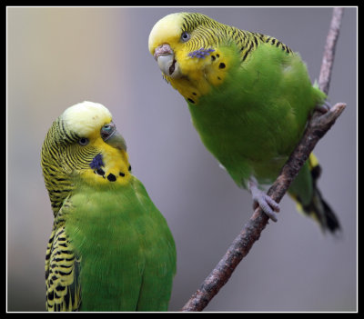 Budgies