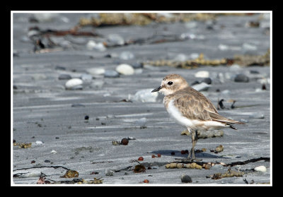 Banded Dotteral