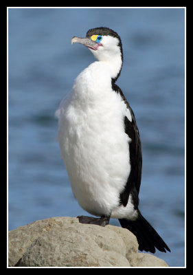 Pied Shag