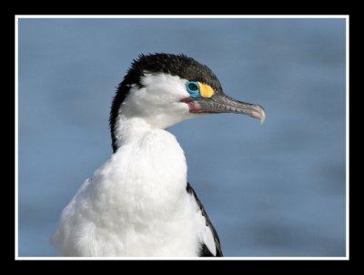 Pied Shag