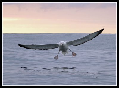 Royal Albatross