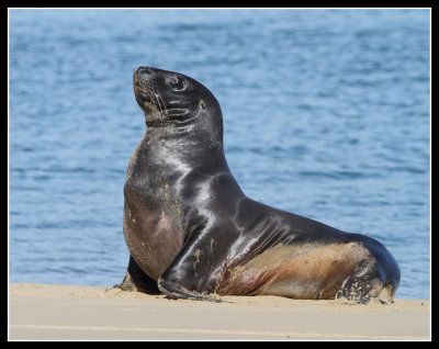 Sea Lion