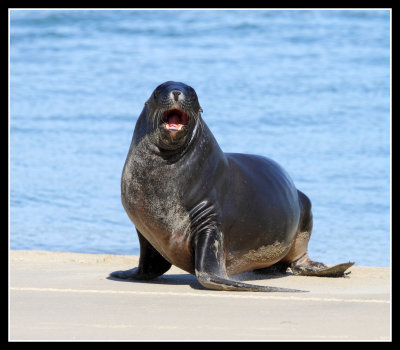 Sea Lion