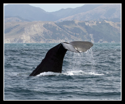 Sperm Whale