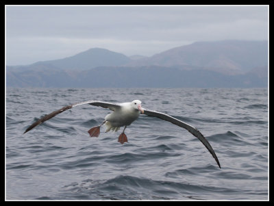 Wandering Albatross