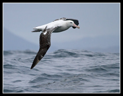 Wandering Albatross