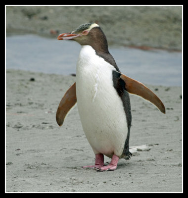 Yellow Eyed Penguin