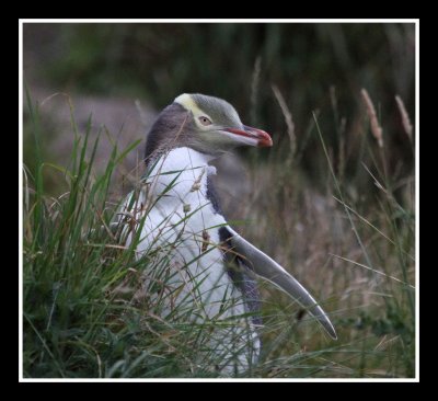 Yellow Eyed Penguin