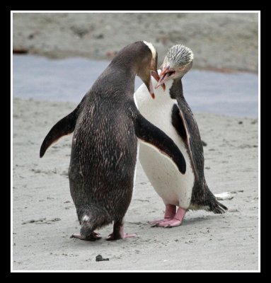 Yellow Eyed Penguins