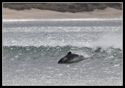 Dolphin Surfer