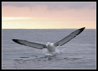 Royal Albatross