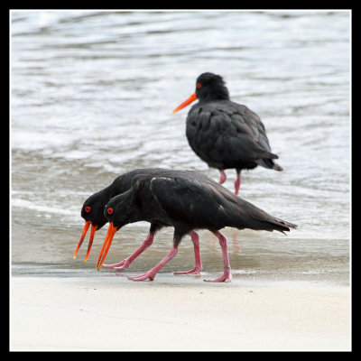 Variable Oystercatcher