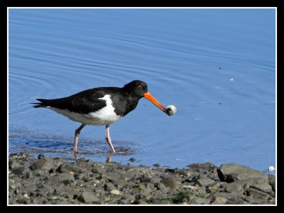 Pied Oystercatcher