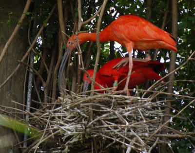 Scarlet_Ibis