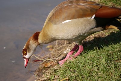 Leaning Duck