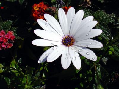 Flower after a rain, Bestfoto, Digicam+