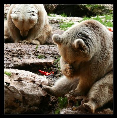Bears Meditation class, PictureOfTheDay