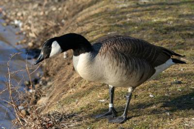 g3/11/573711/3/57997153.IMG_9707_Goose2.jpg