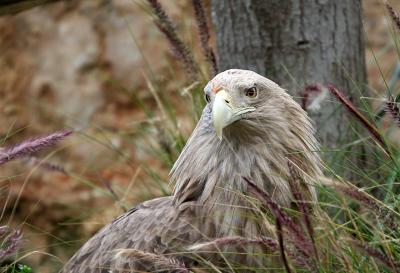 Sea Eagle, AzColt