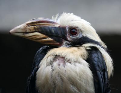 Hornbill