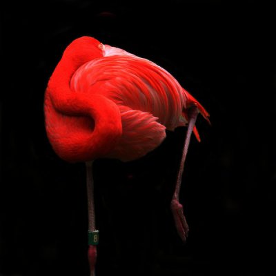 Pink flamingo dreams