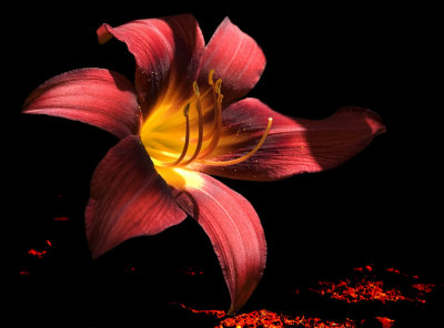 Hemerocallis flower, Bestfoto