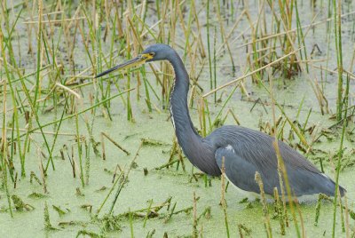 Blue Heron