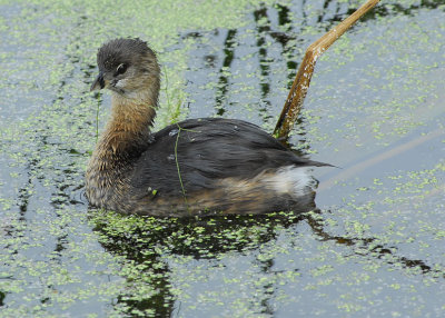 Grebe