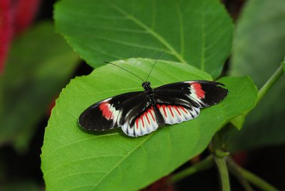 Butterfly (Heliconius Erato Notabilis) (I think)