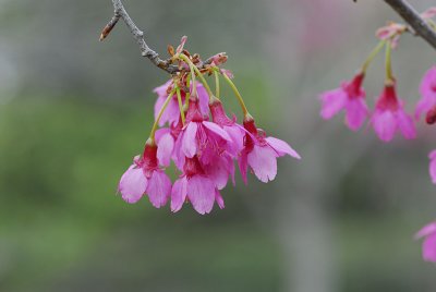 Taiwan Cherry Blossoms