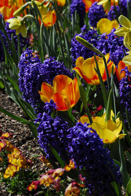 Floral Mix